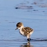 204A4650 Echasse blanche et ses petits